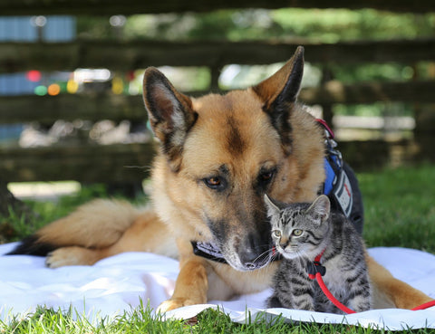 Secourisme – Soins aux chiens et aux chats (En ligne)